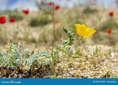 Beautifully Blossomed Yellow Poppy Flower in the Field Stock Image - Image of floral, natural ...