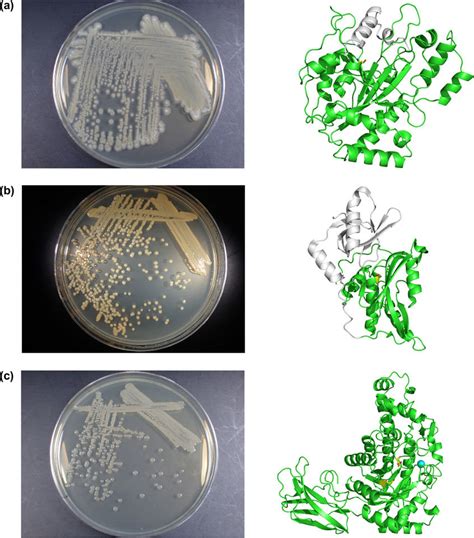 Enzyme-producing bacteria and their respective enzyme conformations.... | Download Scientific ...