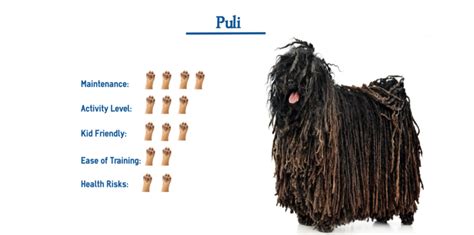 Puli Dog Breed… Everything You Need to Know at a Glance!