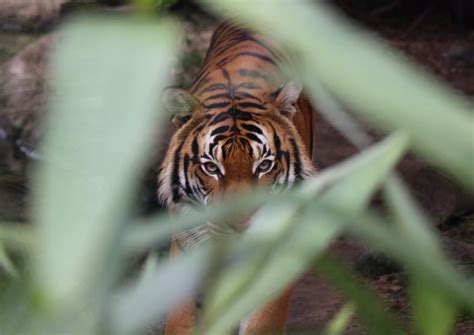 Are there Tigers in Africa? | Where the Big Cats Originate | Safari Near