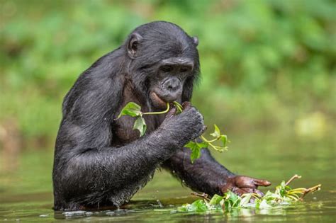 Top 25 Smartest Animals in the World