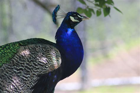 Free photo: Peacock, Bird, Exotic Bird - Free Image on Pixabay - 707326