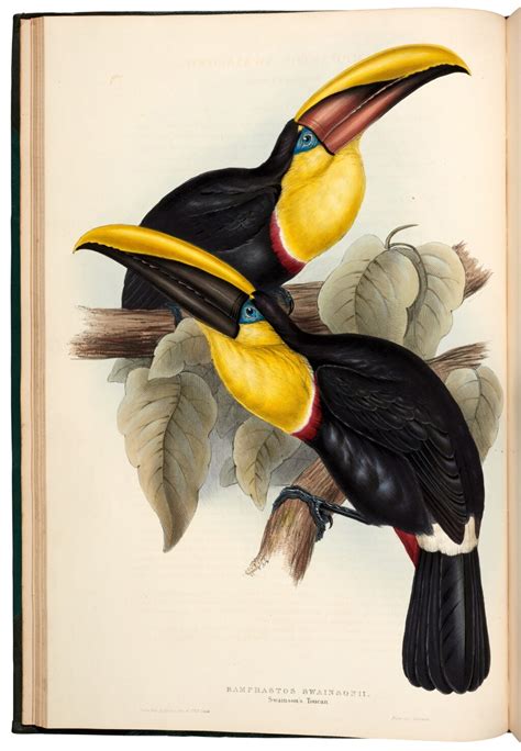 John Gould | Monograph of the Ramphastidae, or family of Toucans. London, 1834 | Travel, Atlases ...