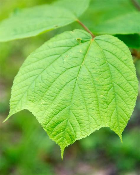 Everything You Need to Know About Striped Maple Trees - Dengarden