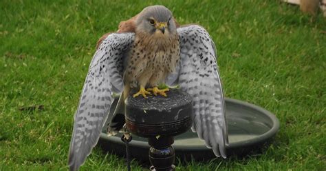 Pippa Jay: Medieval Fayre Weapons and Defence - June 2013