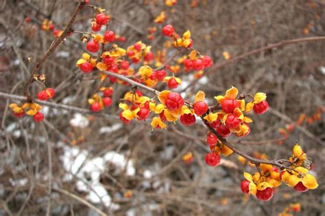 20 Edible and Non-Edible Red Berries You Need to Know - Smart Garden and Home