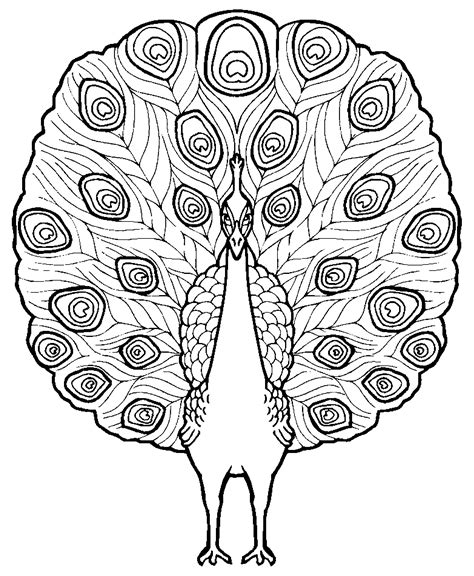 Dessin De Paon À Imprimer - Tanant