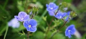 Speedwell - The Lost Herbs