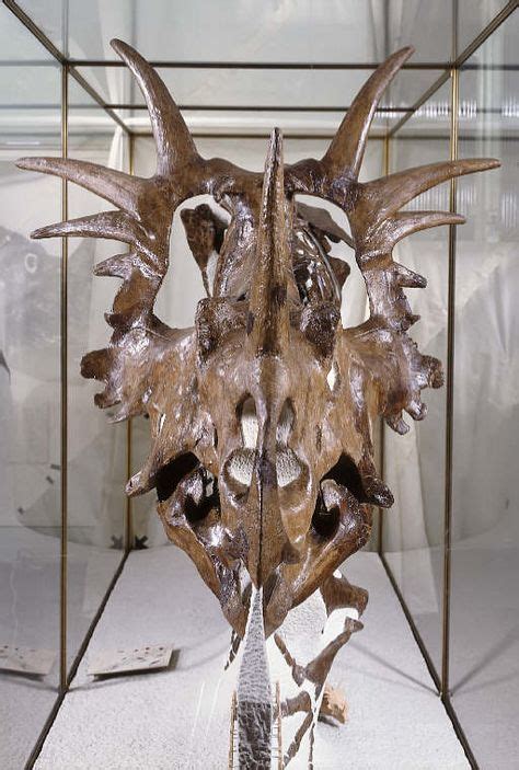 How about this beautiful Styracosaurus? | Fossils, Bones, Lion sculpture