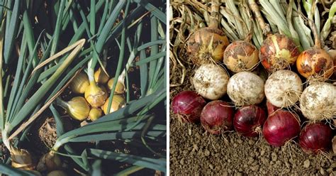 10 Essential Tips for Harvesting Onions Like a Pro - LeafyJournal