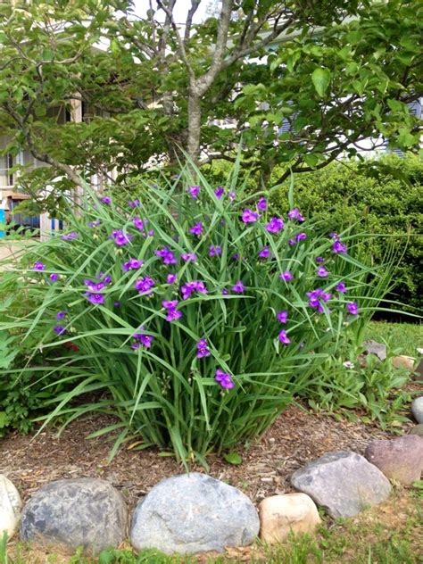 Purple Garden Plants