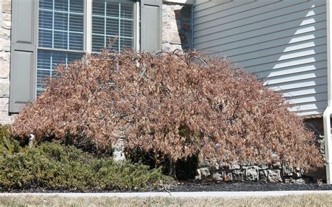 Why So Many Japanese Maples Are Dying | Garden Housecalls