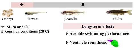 Fishes | Free Full-Text | Elevated Embryonic Temperature Has Persistent Adverse Effects on ...