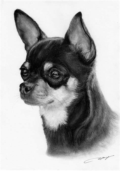 Chihuahua Drawing by Danguole Serstinskaja - Chihuahua Fine Art Prints and Posters for Sale ...