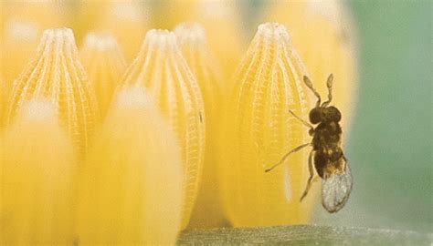 TRICHOGRAMMA WASPS: THE PERFECT BENEFICIAL INSECT | Marshall Grain Co.