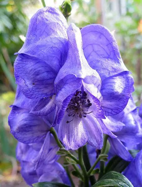 Wolfsbane Flower: Meaning, Symbolism, and Colors | Pansy Maiden