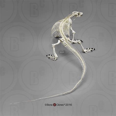 Dragon skeleton, Komodo dragon, Komodo