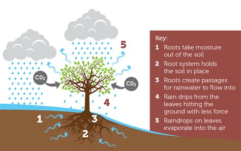 Trees and natural flood management | Heart of England Forest