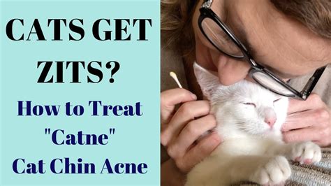 Cat Chin Acne How To Get Rid Of It - Cat Lovster