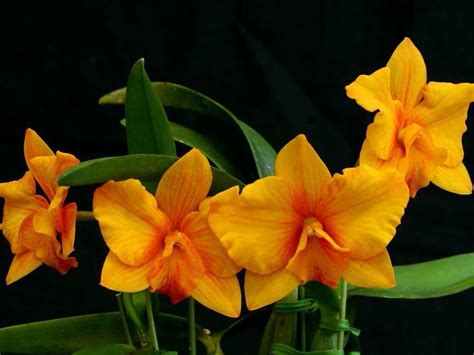 Yellow/gold orchids name unknown help | Orchids, Amazing flowers, Flowers