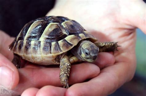 Hermann’s Tortoise (testudo hermanni)