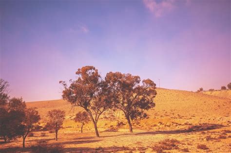 Premium Photo | Landscape with trees in desert at sunrise israel