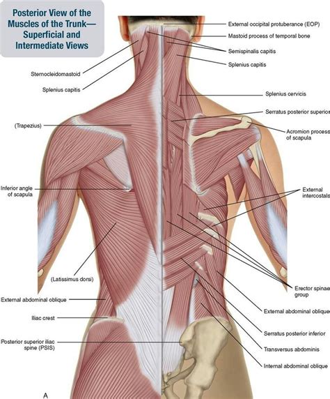 Superficial & Deep Posterior Trunk | Body anatomy, Muscle anatomy, Body ...