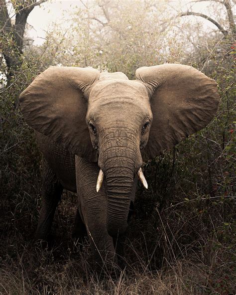 Majestic Elephant Photograph by David Ndaba - Fine Art America