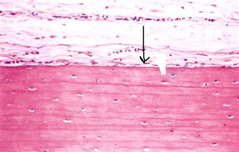 Level 2 - functional histology, - Memrise