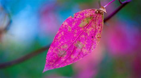 Pink Leaves Wallpaper, HD Nature 4K Wallpapers, Images and Background - Wallpapers Den