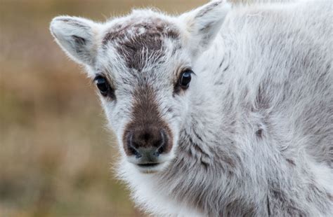 Greenland#wildlife#reindeer# | Animals, Caribou, Arctic