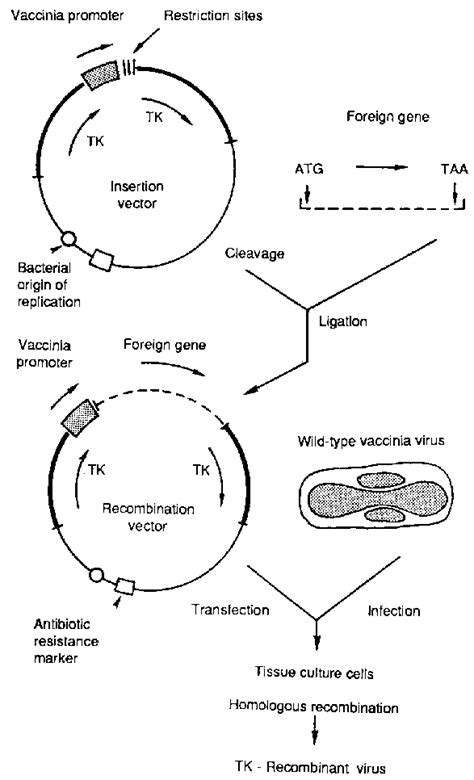 Rinderpest Virus - microbewiki