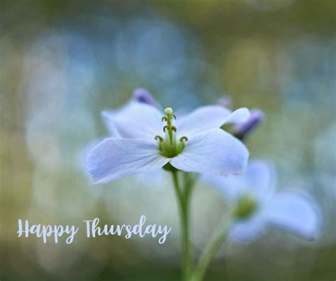 Happy Thursday | Happy thursday, Happy, Flowers