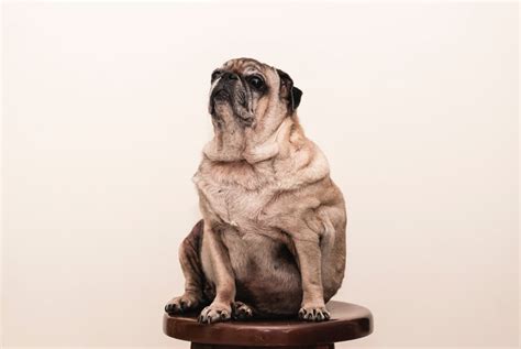 Eight Health Risks of Obesity in Dogs You Need to Know - Lick Sleeve