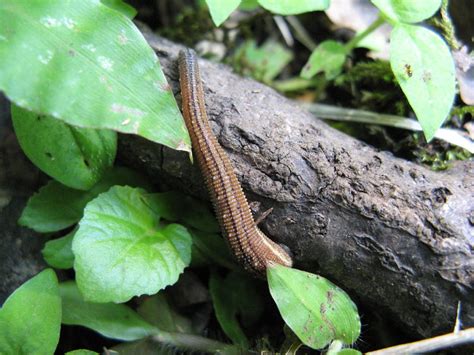 8 Types Of Leeches – 8List.ph