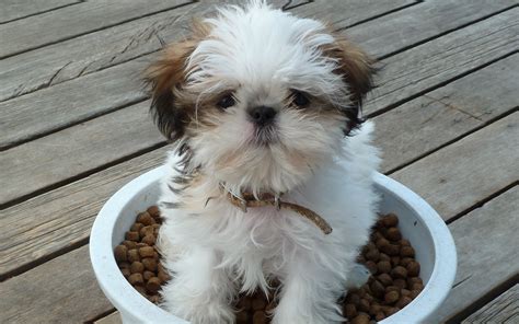 Imperial Shih Tzu Facts You Should Know – Shih Tzu Cute