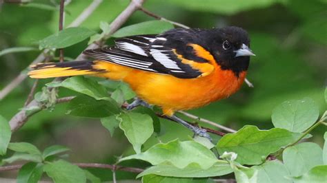 Baltimore Oriole – Indiana Audubon