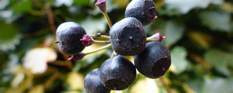 9 Toxic Plants and Berries to Avoid this Summer - Gravity Magazine