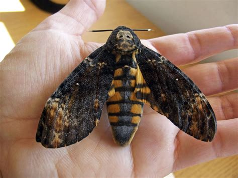 la rodriguez: mariposas nocturnas