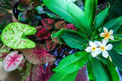 Tropical plants to grow indoors - Tropics @Home