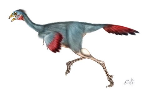 [Question] Does it make sense for flightless theropods to have had pennaceous feathers? : r ...