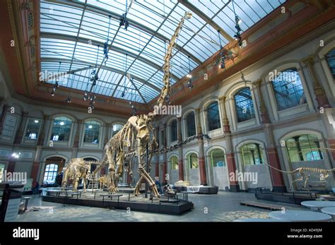 Dinosaur hall, children, Museum of Natural History, Berlin, Germany Stock Photo - Alamy