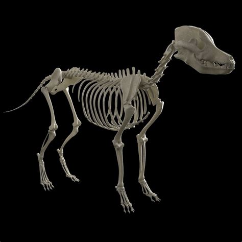 3D model dog skeleton - TurboSquid 1471843