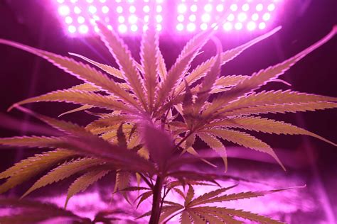 Growing Cannabis and the Importance of Temperature Control - FloraFlex Media