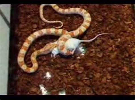 snake swallowing mouse - YouTube