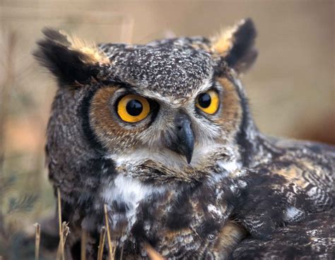 Owl Facts | Missouri Department of Conservation