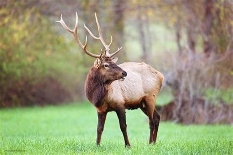 Buffalo National River Elk in Ponca, Arkansas | Buffalo National River ...