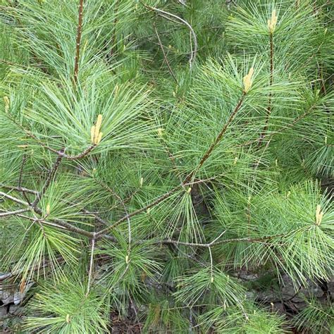 Eastern White Pine Needles Organic Wild Suramin Immune - Etsy