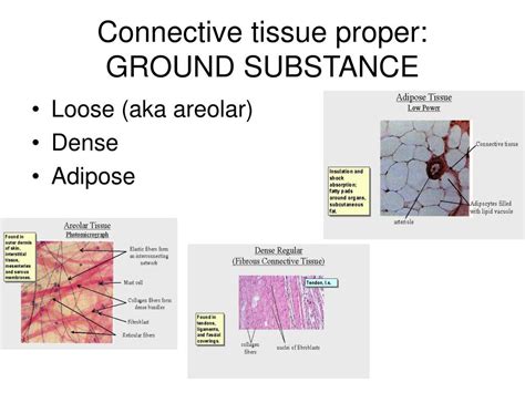 PPT - HISTOLOGY: Study of Tissues PowerPoint Presentation, free download - ID:5302036