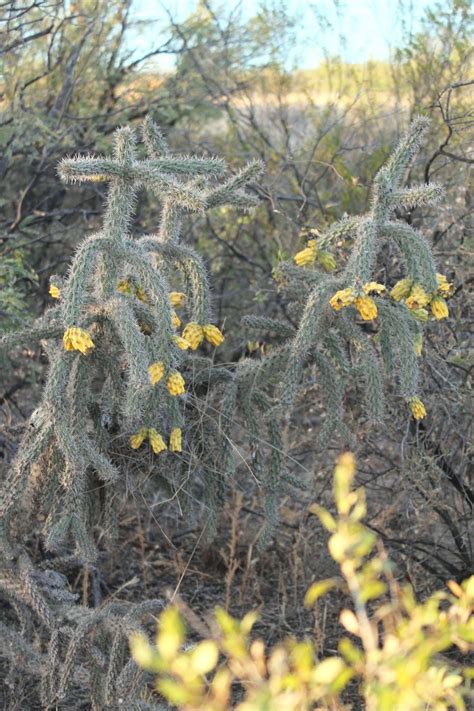 Cholla cactus - San Pedro House Trail | Desert life, Nature photos, San ...